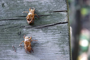 ��̔����k